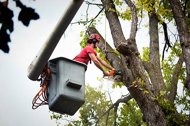 Best Arborist Consultation Services  in Falls Creek, PA